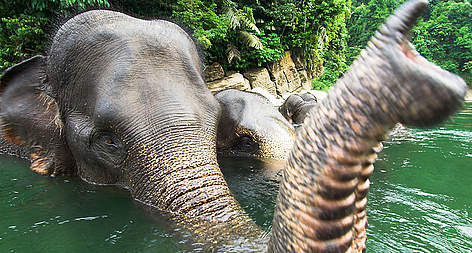 Sumatran forest elephant (Elephas maximus sumatrensis) bathing, Gunung Leseur National Park, ... / ©: naturepl.com/Nick Garbutt / WWF Sumatran forest elephant (Elephas maximus sumatrensis) bathing, Gunung Leseur NP, Sumatra, Indonesia rel=