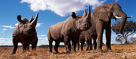 Black rhinoceros (Diceros bicornis) and African elephant (Loxodonta africana) Africa. / ©: naturepl.com/John Downer / WWF Black rhinoceros (Diceros bicornis) and African elephant (Loxodonta africana) Africa. rel=