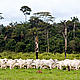 &copy; Adriano Gambarini / WWF-Brazil