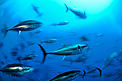  / &copy;: Wild Wonders of Europe / Zankl / WWF