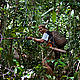 &copy; WWF-Canon / Simon Rawles