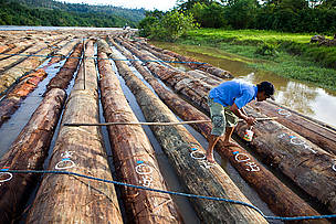 The onward journey: Hundreds of logs have been lashed together for transport downriver. The painted ... / ©: WWF-Canon / Simon Rawles / ©: WWF-Canon / Simon Rawles