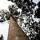 &copy; WWF-Canon / Simon Rawles