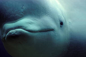 White whale / Beluga (Delphinapterus leucas)
