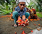 Pak Gordy holding palm oil fruit, Sumatra, Indonesia