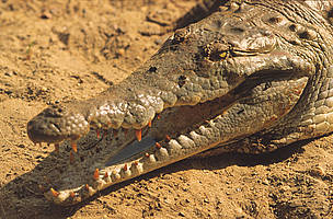The critically endangered Orinoco crocodile is the largest predator in South America. / ©: Juan PRATGINESTOS / WWF-Canon / ©: Juan PRATGINESTOS / WWF-Canon