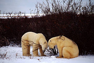 Polar bears (Ursus maritimus) / ©: WWF-Canon / François Pierrel / ©: WWF-Canon / François Pierrel