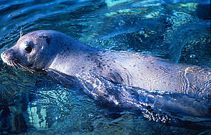 A small colony on monk seals - one of the most endangered mammals in the world - can be found along ... / ©: Jacques TROTIGNON / WWF-Canon / ©: Jacques TROTIGNON / WWF-Canon