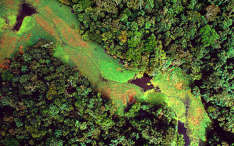 Rio Negro Forest Reserve, Amazonas, Brazil. / ©: Michel Roggo / WWF-Canon Flooded forest and floating plants aerial view. Rio Negro. Amazonas Brazil rel=
