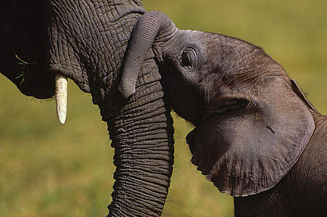 African savanna elephant (Loxodonta africana africana); Amboseli National Park, Kenya / ©: Martin Harvey / WWF-Canon rel=