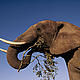 © Martin Harvey / WWF-Canon