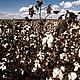 &copy; Michel Gunther / WWF-Canon