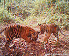 Tiger cubs playfully chase a leaf in Sumatra, Indonesia in an area of forest under threat of being cleared by the pulp and paper industry. 