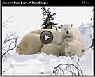 Newborn polar bears: A rare glimpse