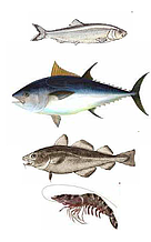 WWF priority fish species / ©: WWF Canon / ©: WWF Canon