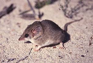 Little long-tailed dunnart (Sminthopsis dolichura). / ©: Dr Robert A Davis Little long-tailed dunnart (Sminthopsis dolichura). / ©: Dr Robert A Davis