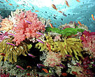 The Coral Triangle is one of the most biologically-rich marine regions in the world