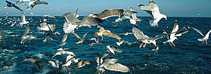 Seabirds, North Atlantic Ocean.