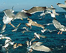 Seabirds, North Atlantic Ocean.