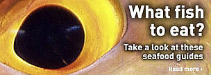 What fish to eat? WWF presents a list of seafood guides from around the world. / ©: © WWF-Canon / Cat HOLLOWAY Close up of a Red Bass (Lutjanus bohar) eye. / ©: © WWF-Canon / Cat HOLLOWAY