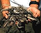 Dried seahorses for traditional Chinese medicine, Philippines.