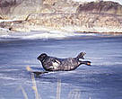 The Saimaa seal is one of the world's most endangered seal species, with only 250 left in the wild.
