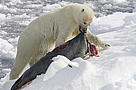 Polar bear with seal carcass. / ©: iStockPhoto / Karel Delvoye / ©: iStockPhoto / Karel Delvoye