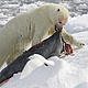 Polar bear with seal carcass. © iStockPhoto / Karel Delvoye