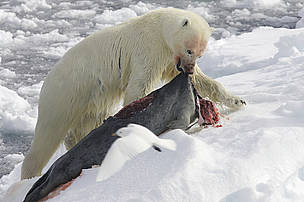 Polar bear with seal carcass. 