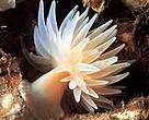 Sealoch anemone (<I>Protanthea simplex</I>) in Selligrunnen, a protected cold-water coral reef in the Trongheimsfjorden, Norway.