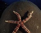 HI_60418 low-res