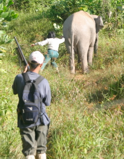 Going after a Bornean Pygmy elephant (<i>Elephas maximus borneensis</i>) that has just ... / &copy;: WWF-Canon / A. Christy WILLIAMS