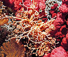 Gorgon's head Gorgonocephalus caputmedusae in the Selligrunnen, a protected cold-water coral reef ... / &copy;: WWF-Canon / Erling SVENSEN