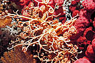 Gorgon's head Gorgonocephalus caputmedusae in the Selligrunnen, a protected cold-water coral reef in the Trongheimsfjorden, Norway. / ©: WWF-Canon / Erling SVENSEN Gorgon's head Gorgonocephalus caputmedusae in the Selligrunnen, a protected cold-water coral reef in the Trongheimsfjorden, Norway.