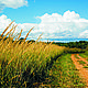 &copy; Fernando Allen for WWF Paraguay