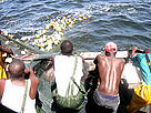 Local fishermen hauling in the nets, Senegal. / ©: WWF-Canon / Olivier van Bogaert Local fishermen hauling in the nets, Senegal. / ©: WWF-Canon / Olivier van Bogaert