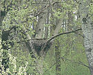 The Danube riverine forests are home to many bird species, including a high concentration of white-tailed eagles, great white egrets, black storks, and grey herons. Black stork nest, Gornje Podunavlje nature reserve, Serbia.