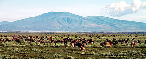 Wildebeest on the short grass plains, Serengeti National Park, Tanzania. / ©: WWF-Canon / John E. NEWBY Wildebeest on the short grass plains, Serengeti National Park, Tanzania. rel=
