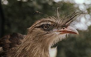 Red-legged seriema, Chapada dos Veadeiros National Park, Brazil. / ©: Hartmut JUNGIUS / WWF-Canon / ©: Hartmut JUNGIUS / WWF-Canon