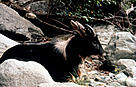  / &copy;: WWF-Canon / John MacKINNON