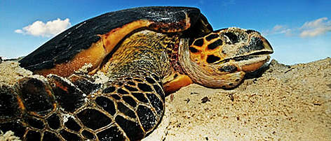 Hawksbill turtle (<i>Eretmochelys imbricata</i>) laying eggs on a beach above high ... rel=