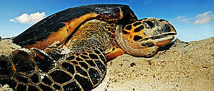 Hawksbill turtle (Eretmochelys imbricata) laying eggs on a beach above high water mark, Seychelles. / ©: WWF-Canon / Martin HARVEY Hawksbill turtle (<i>Eretmochelys imbricata</i>) laying eggs on a beach above high ... / ©: WWF-Canon / Martin HARVEY