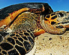 Hawksbill turtle (<i>Eretmochelys imbricata</i>) laying eggs on a beach above high water mark. Seychelles. Distribution: Tropical and subtropical oceans worldwide.