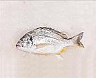 Shaam (Yellow Fin Seabream) is on the Green "Go for it" list of the Choose Wisely Consumer Guide