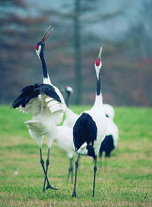 Red-crowned crane is a cultural symbol throughout northeast Asia / ©: WWF Russia / Gennadii Shalikov / ©: WWF Russia / Gennadii Shalikov