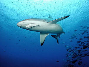  / &copy;: WWF-Canon / Cat Holloway