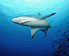 Grey reef sharks are among the numerous marine species found throughout Fiji's Great  Sea Reef.