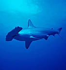  / &copy;: WWF-Canon / Cat Holloway