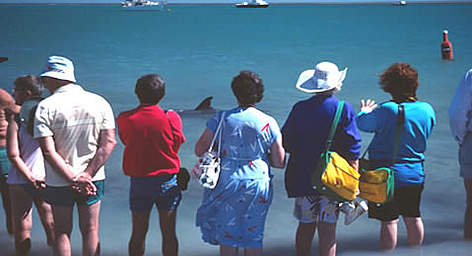 Tourists observing a wild Dolphin in Shark Bay, Western Australia. / ©: WWF-Canon / James W. THORSELL Tourists observing a wild Dolphin in Shark Bay, Western Australia. rel=