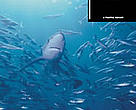 Confronting Shark Conservation Head On!